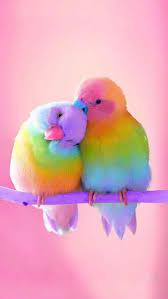 Iphone And Android Wallpapers Colorful Birds Wallpaper For Iphone And Android Colorful Animals Bird Wallpaper Cute Birds