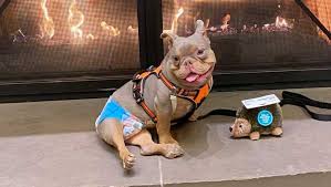 5 miles 10 miles 25 miles 50 miles 100 miles 200 miles 500 miles. Stood Up By Initial Adopter Dog With Spina Bifida Now Has 200 Adoption Requests