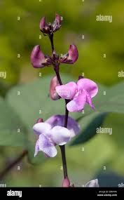 Image result for Dolichos