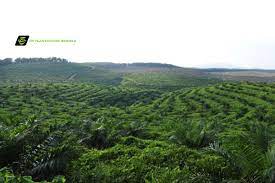 Website disclaimer for th plantations berhad. Th Plantations Returns To The Black Helped By Stronger Cpo Prices The Edge Markets