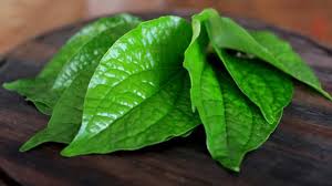 Khasiat daun sirih salah satunya adalah untuk mengatasi bau badan dan menghilangkannya secara alami. 6 Manfaat Daun Sirih Yang Jarang Diketahui Salah Satunya Terkait Jerawat Lifestyle Liputan6 Com