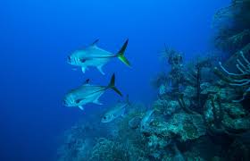 Spearfishing Vacation Best Spearfishing Destinations Around The World