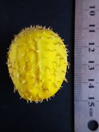 Image result for Cucumis zeyheri