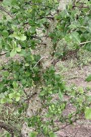 Image result for Commiphora viminea