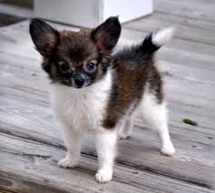 Baby Black And White Papillon Papillon Baby Papillon Puppy Puppy Dog Pictures Papillon Dog