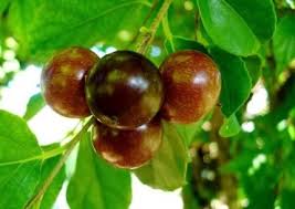 Bonsai rukem flacourtia indica cantik diantara bahan dongkelanhanya bahan bonsai rukem belum jadi ya gaess#bonsairukem #bahanbonsai Cara Membuat Bonsai Rukem Flacourtia Indica