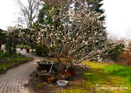 Because it is so rarely offered it has become almost mythical, yet when seen in bloom it is instantly desirable. Edgeworthia Chrysantha Aka Paper Bush Or Yellow Daphne I Must Garden Blog
