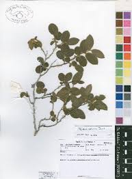 Image result for Xylopia collina