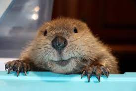 im alter von 8 wochen wurde dieser bieber gerettet jetzt baut er bereits damme aus spielzeug beaver animals cute animal videos