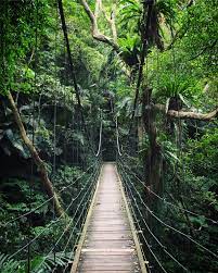Gambar : pohon, alam, cabang, jembatan gantung, rimba, tumbuh-tumbuhan,  hutan hujan, jurang, jembatan tali, daerah berhutan, habitat, hutan  pertumbuhan tua, lingkungan alami, struktur nonbuilding 2448x3059 - -  162374 - Galeri Foto - PxHere