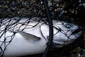 Customize your games and automated email reminders with your own images, colors and branding. Alaska Department Of Fish And Game Juneau Empire