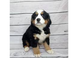 Bernese Mountain Dog Dog Female Black Rust White 2504421 Petland Beavercreek Oh