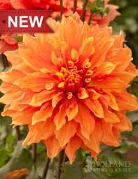 Mrs Eileen Dahlia Height 36 48 Bulb Size No 1 Deer Resistant Yes Perennializing Yes Grow In Containers Yes Bulb Flowers Plants Dahlia Flower