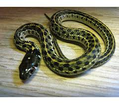 Maybe you would like to learn more about one of these? Chequered Garter Snake Snakes Livestock Blue Lizard Reptiles Reptile Shop
