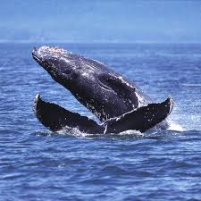 Menacée d'extinction, espèce protégée, elle disparaît peu à peu de notre paysage et elle n'est pas la. Les Animaux Marins En Voie De Disparition