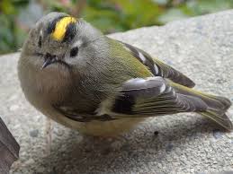 野鳥：キクイタダキ（ヒタキ科） | ようこそ甫喜ヶ峰森林公園へ