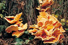 Does cinnamon kill mold in soil? Characteristics And Harmful Effects Of Fungi Britannica