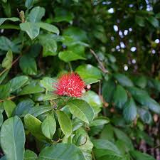 Image result for Combretum erythrophyllum