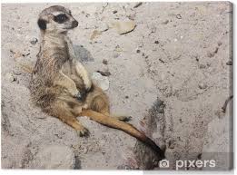 Image result for Cynomys ludovicianus obrázek