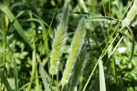 Image result for Polypogon monspeliensis