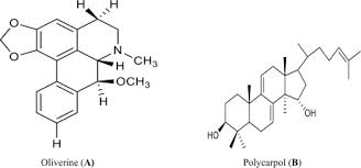 Image result for Voacanga pachyceras