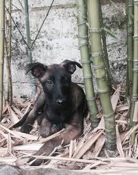 Pin Von Kerem Avcan Auf Malinois