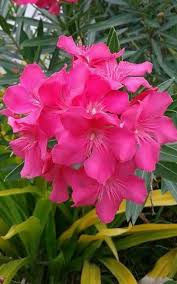 How To Make An Interesting Art Piece Using Tree Branches Ehow Oleander Plants Plants Jasmine Flower