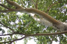 These majestic giants give great pleasure to visitors to. Platanus X Acerifolia London Planetree London Plane Tree North Carolina Extension Gardener Plant Toolbox