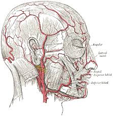 The arteries here are close enough to the surface of the skin that the pulsations of the heart can be felt by pressing gently along these arteries. Lateral Nasal Branch Of Facial Artery Wikipedia