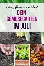 aussaat pflanzen im juli pdf pflanzplan wurzelwerk pflanzkalender pflanzplan gemuse pflanzen