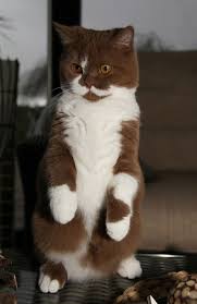 Log In Crazy Cats Cats Cute Cats