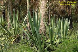 Image result for Agave sisalana