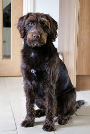 Casper The Miniature Chocolate Labradoodle Chocolate Labradoodle Labradoodle Labradoodle Dogs