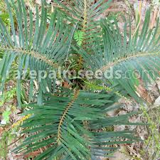 Image result for Cyphostemma kilimandscharicum