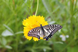 We did not find results for: 5 Pollinator Friendly Flowers To Brighten Your Garden Avenue Calgary