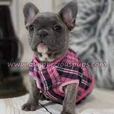 French bulldog photos, wallpapers, galleries, garykay french bulldog. Our Precious Pups English Bulldogs French Bulldogs Pugs