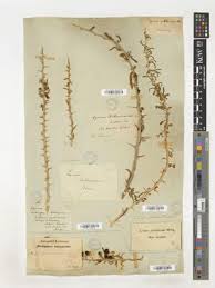 Image result for Sarcophrynium schweinfurthianum