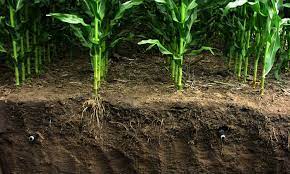 Sistema De Riego Por Goteo Subterraneo Solucion A Problema De Desperdicio De Agua Agriculturers Com Red De Especialistas En Agricultura