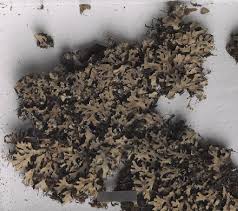 Image result for Triceratella drummondii