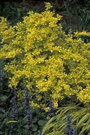 Image result for Berula thunbergii