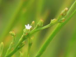 Image result for Thesium asterias