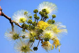 Image result for Albizia antunesiana