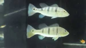 Blue Peacock Bass Azul Cichla Piquiti Rio Tocantins Pitanga Youtube