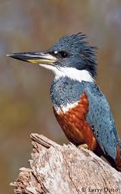 Birds Of East Texas Pictures Ringed Kingfisher Megaceryle Torquata Commonly Found Along The Lower Rio Grande Valley In Far South East Texas In Kingfisher Kingfisher Bird Colorful Birds