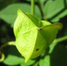 Image result for Cardiospermum corindum