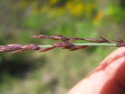 Image result for Eragrostis japonica