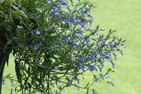 Lobelia Lovetoknow