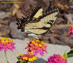Check spelling or type a new query. Butterfly Plants List Butterfly Flowers And Host Plant Ideas