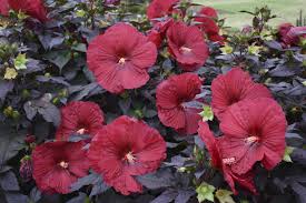 Image result for Hibiscus meyeri