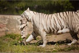 Download stunning white tiger images and illustration for free. White Tiger Wild Republic